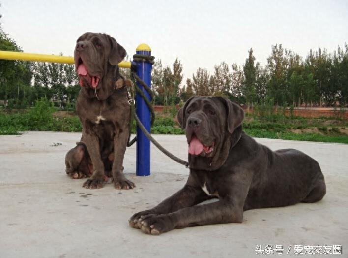 表情严肃、强壮有力、外观漂亮的猛犬,意大利纽波利顿犬