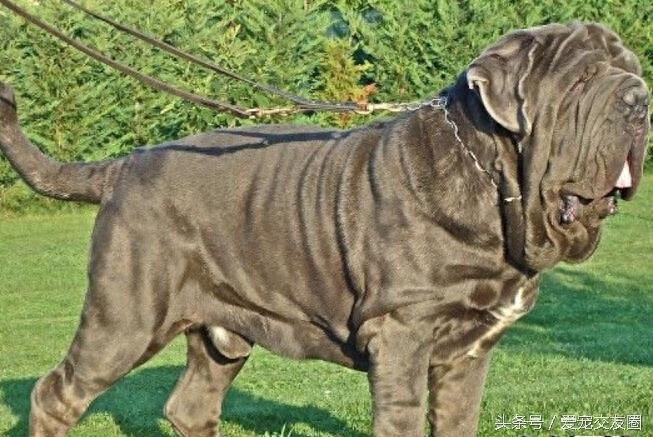 表情严肃、强壮有力、外观漂亮的猛犬,意大利纽波利顿犬