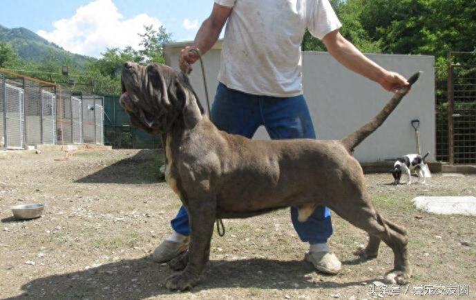表情严肃、强壮有力、外观漂亮的猛犬,意大利纽波利顿犬