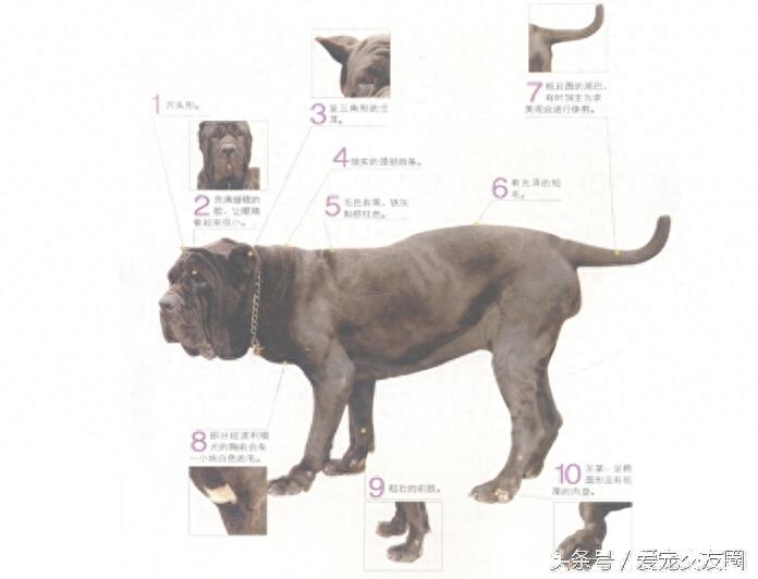 表情严肃、强壮有力、外观漂亮的猛犬,意大利纽波利顿犬