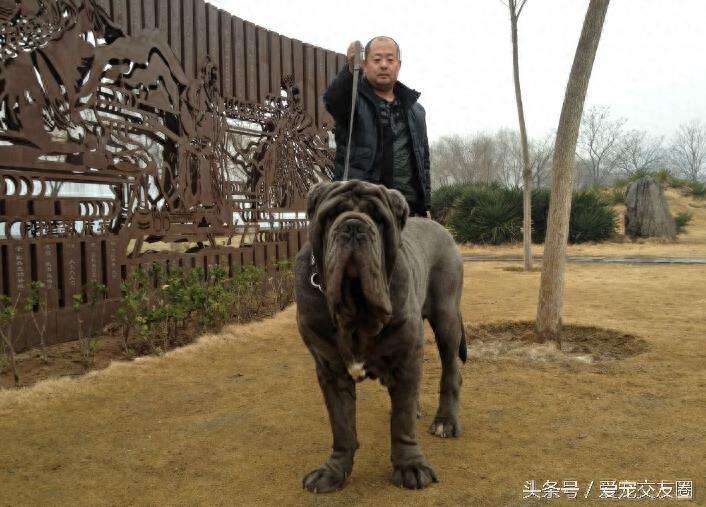 表情严肃、强壮有力、外观漂亮的猛犬,意大利纽波利顿犬