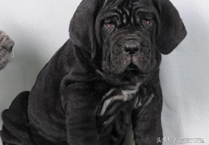 表情严肃、强壮有力、外观漂亮的猛犬,意大利纽波利顿犬