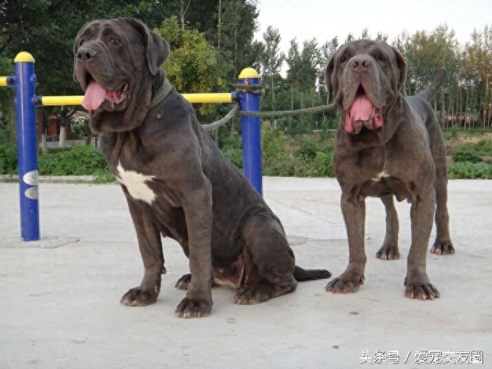 表情严肃、强壮有力、外观漂亮的猛犬,意大利纽波利顿犬