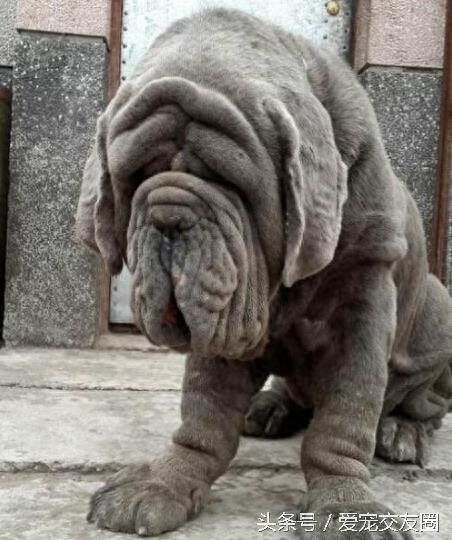 表情严肃、强壮有力、外观漂亮的猛犬,意大利纽波利顿犬