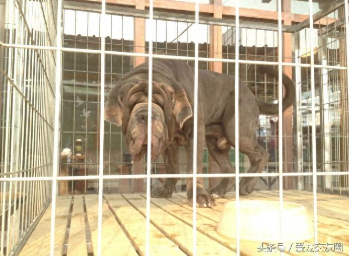 表情严肃、强壮有力、外观漂亮的猛犬,意大利纽波利顿犬