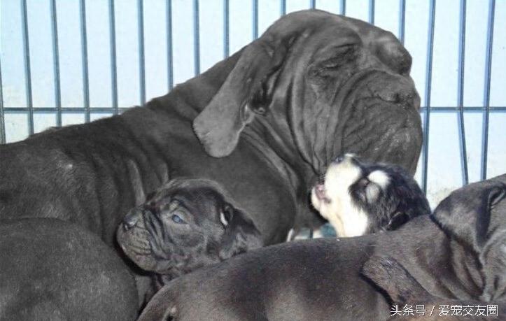 表情严肃、强壮有力、外观漂亮的猛犬,意大利纽波利顿犬