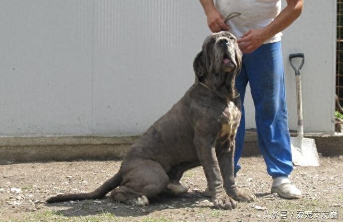 表情严肃、强壮有力、外观漂亮的猛犬,意大利纽波利顿犬