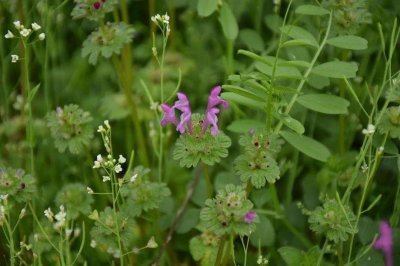 ​长得像宝塔，俗名“接骨草”，农田里有不少，可惜很多人当杂草