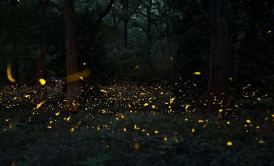 ​记忆中的农村夏夜，总是萤火虫成群，为啥现在几乎绝迹了？