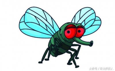 ​常见昆虫知识普及（六）-苍蝇