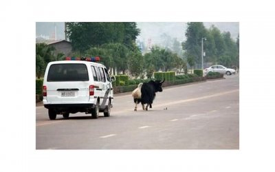 ​想做ai情的傻瓜？女子放弃高薪工作，去到农村男友家放牛