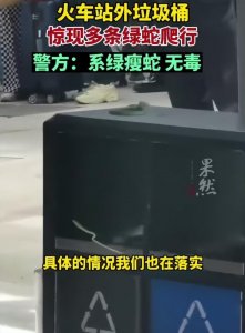 ​惊悚一刻！昆明火车站外惊现多条绿蛇，引发群众哗然！