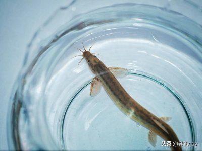 ​泥鳅的8种做法，每一种都是营养丰富，听说有的还有美容效果