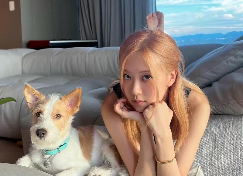 15朵玫瑰的花语（15朵玫瑰的花语是什么）