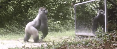 ​最聪明的九种动物