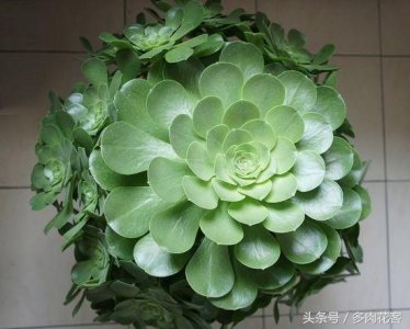 ​多肉植物百科之玉龙观音 巨无霸多肉