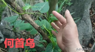 ​这就是真正的野生何首乌，生长在石头山里药用价值极高