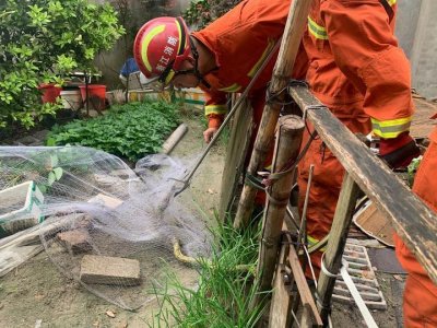 ​贪吃蛇想溜进菜园吃草莓，没想到遇上了“天罗地网”