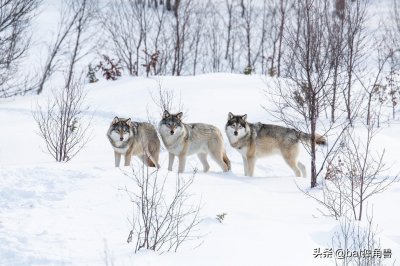 ​灰狼重新被列入濒危物种名单