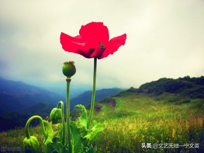 ​论十二月党诗人