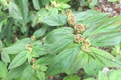 ​民间常用的“止痒神草”，在路边就有，懂它的人都在找，因为珍贵