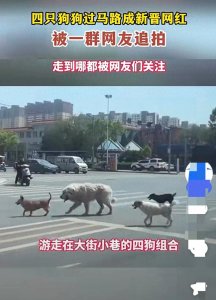 ​q1#这只狗狗，过马路竟然成了网红？大家都疯了吗？