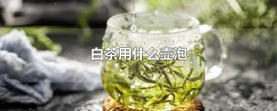 ​白茶用什么壶泡