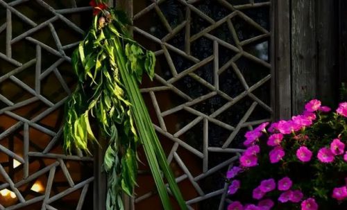 端午挂艾草是什么寓意呢(艾草的收割最佳时间)-第2张图片-