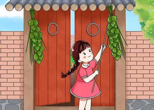 端午挂艾草是什么寓意呢(艾草的收割最佳时间)-第1张图片-