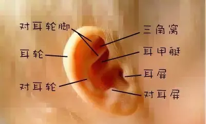 为什么很多明星都是招风耳(什么是招风耳图片)  第4张