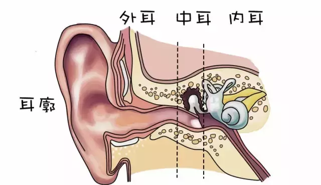 为什么很多明星都是招风耳(什么是招风耳图片)  第3张