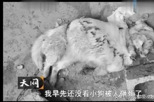 夜线新婚夫妻被四名歹徒杀害详情（山东4歹徒见色起意）(6)