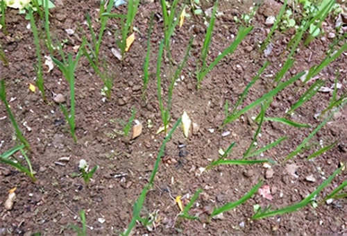 蒜苗的种植方法及时间(蒜苗几月份种最合适)