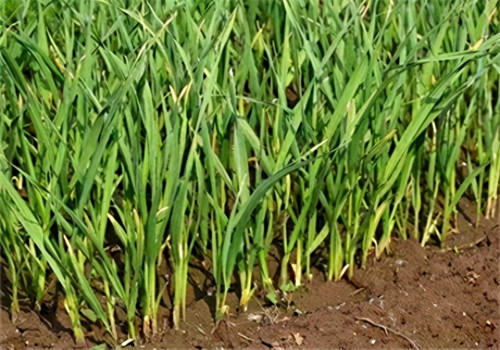 蒜苗的种植方法及时间(蒜苗几月份种最合适)