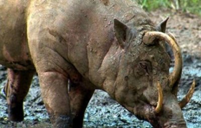 ​獠牙弯曲扎入头颅，用其自杀的野猪？鹿豚的进化难道进入死胡同？