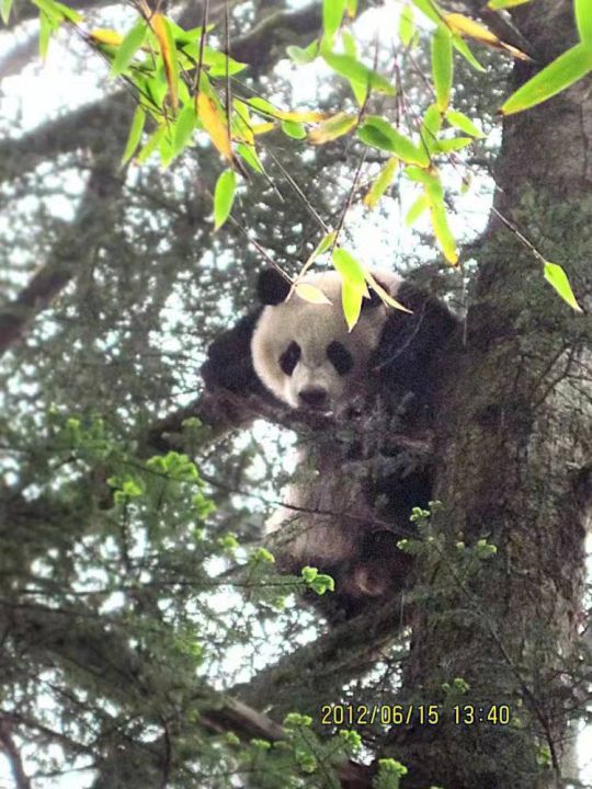 大熊猫生活在什么地方(大熊猫分布区域的形成和变化)