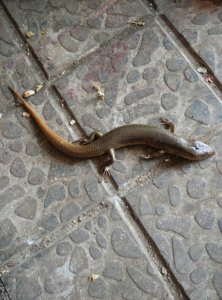 ​农村常见的“狗婆蛇”，小时候被人烤着吃，如今却成了保护动物