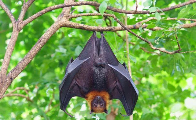 蝙蝠睡觉的方式很特别的特别指的是什么