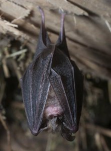 ​蝙蝠怎么睡觉，蝙蝠在什么地方睡觉？