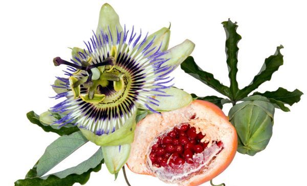 鲜百香果怎么保存,百香果怎么保存时间长图2