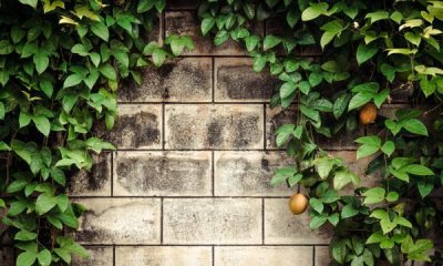 ​鲜百香果怎么保存,百香果怎么保存时间长