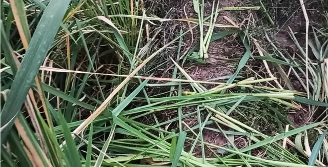 茭白里面有很多黑点能吃吗,茭白放冰箱里面有黑点能吃吗?图4