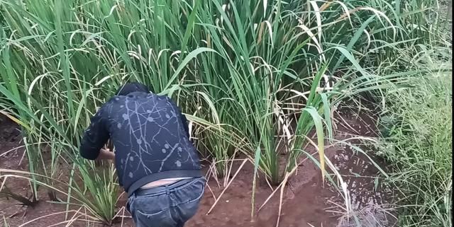 茭白里面有很多黑点能吃吗,茭白放冰箱里面有黑点能吃吗?图3