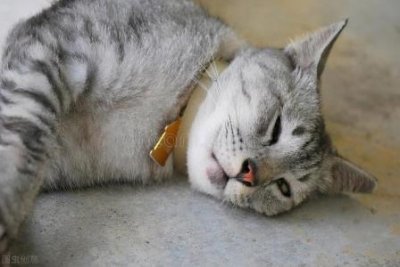 ​买猫粮喂流浪猫，猫粮喂流浪狗