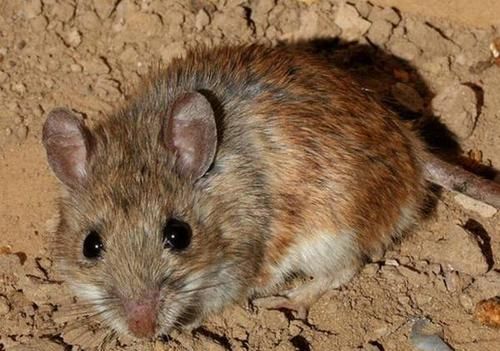 老鼠怕辣椒水吗