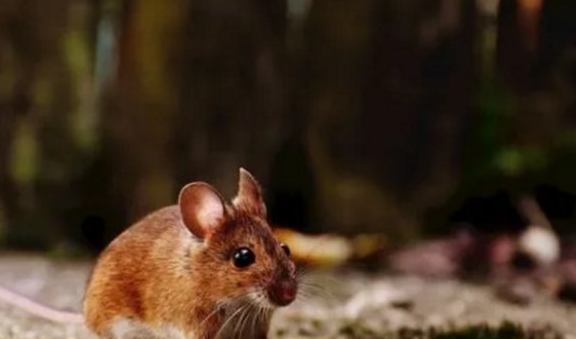 老鼠怕水,老鼠怕不怕水图4