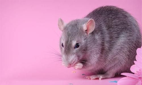 老鼠怕水吗
