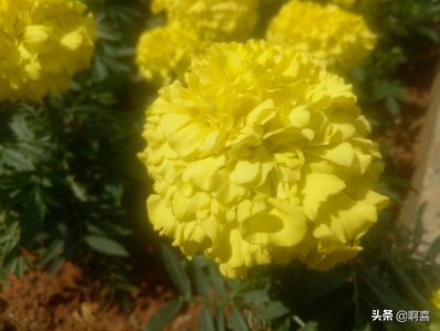 ​黄色或橙黄色，花大，娇艳，一种很适合盆栽的观赏植物-万寿菊