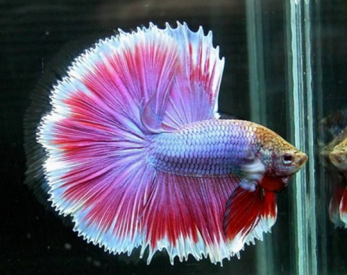 海中有多少种鱼,分别写出它们的名字