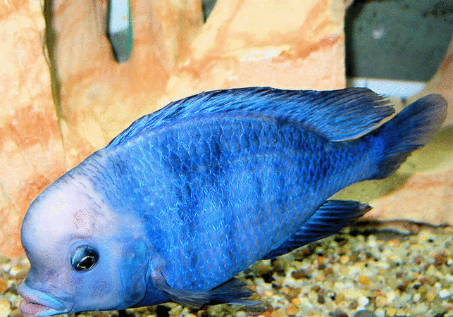 海洋里有多少种鱼类大概有多少